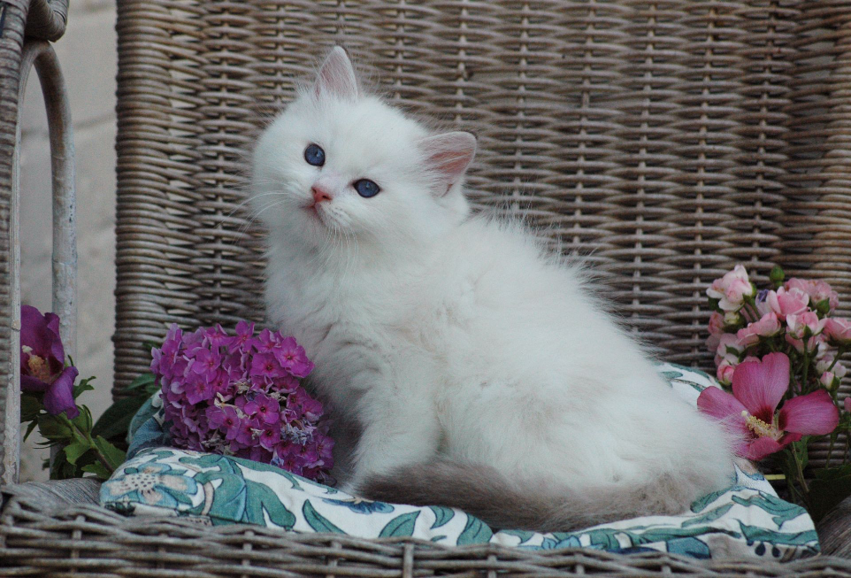 White Ragdoll kitten with blue eyes from the Shangrila cattery