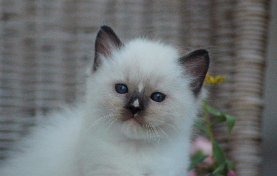Blue-eyed Ragdoll from the Shangrila cattery