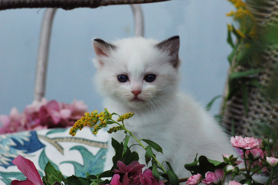 Ragdoll kitten from the Shangrila cattery
