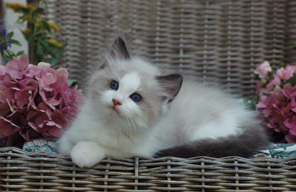 White Ragdoll kitten from the Shangrila cattery