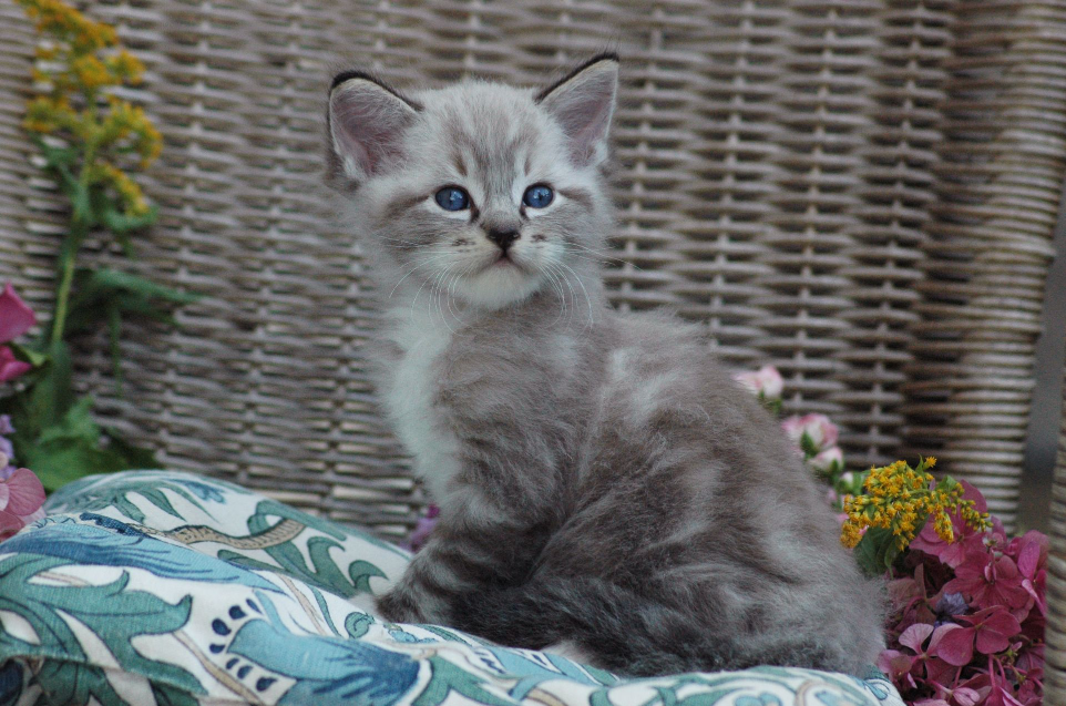Grey Ragdoll kitten from the Shangrila cattery
