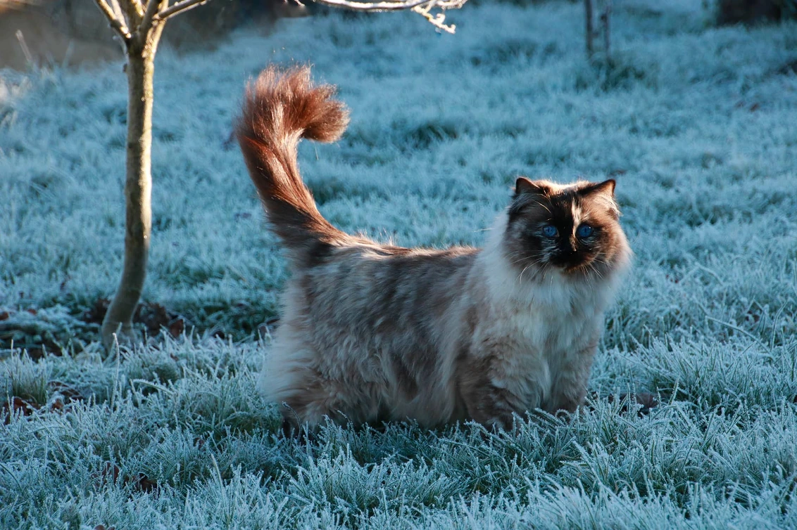 Ragdoll from the Shangrila Cattery