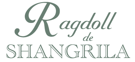 ragdoll-shangrila