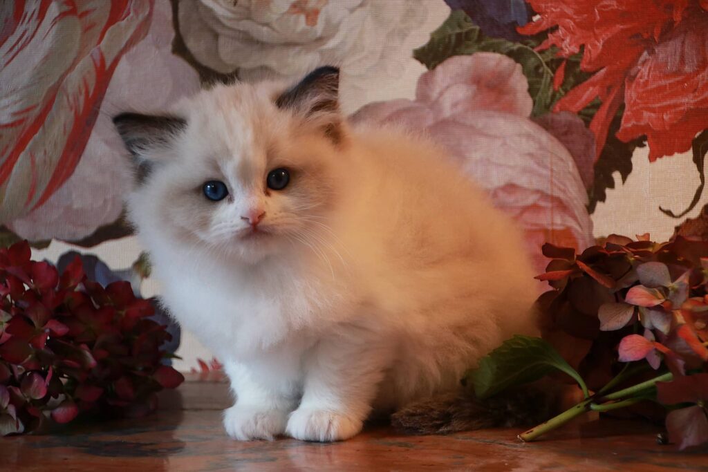 Ragdoll Chatterie de Shangrila - Ubert - Portée Rapadura