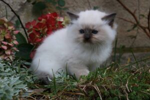 Ragdoll Chatterie de Shangrila - Uriah - Portée Shalimar