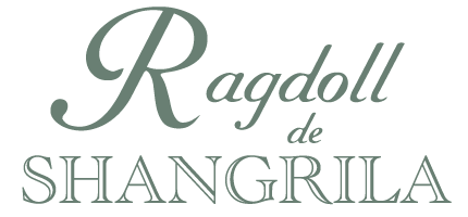 Ragdoll de Shangrila